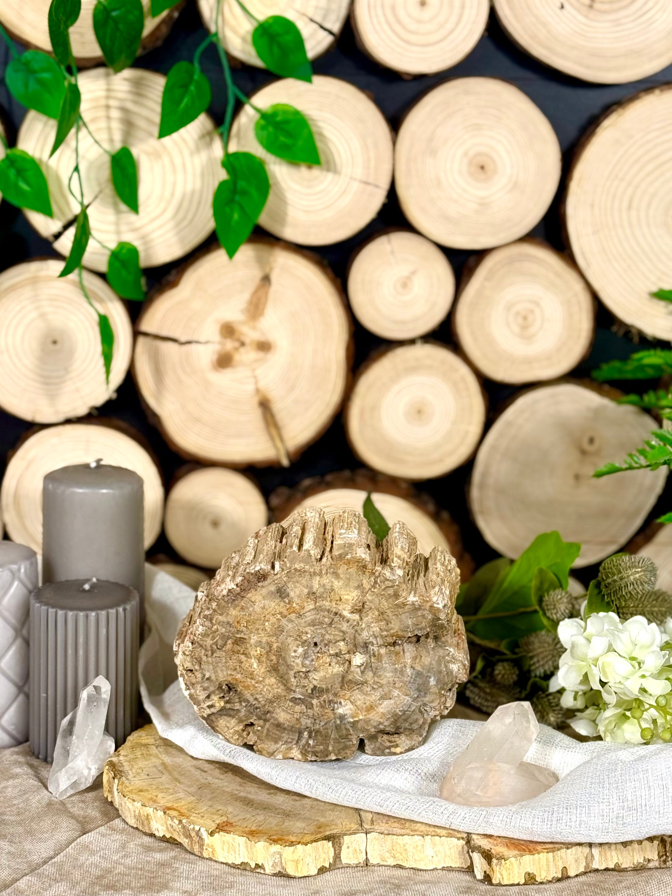 Fundstück Nr. 144 | Versteinertes Holz - Die Baumscheibe