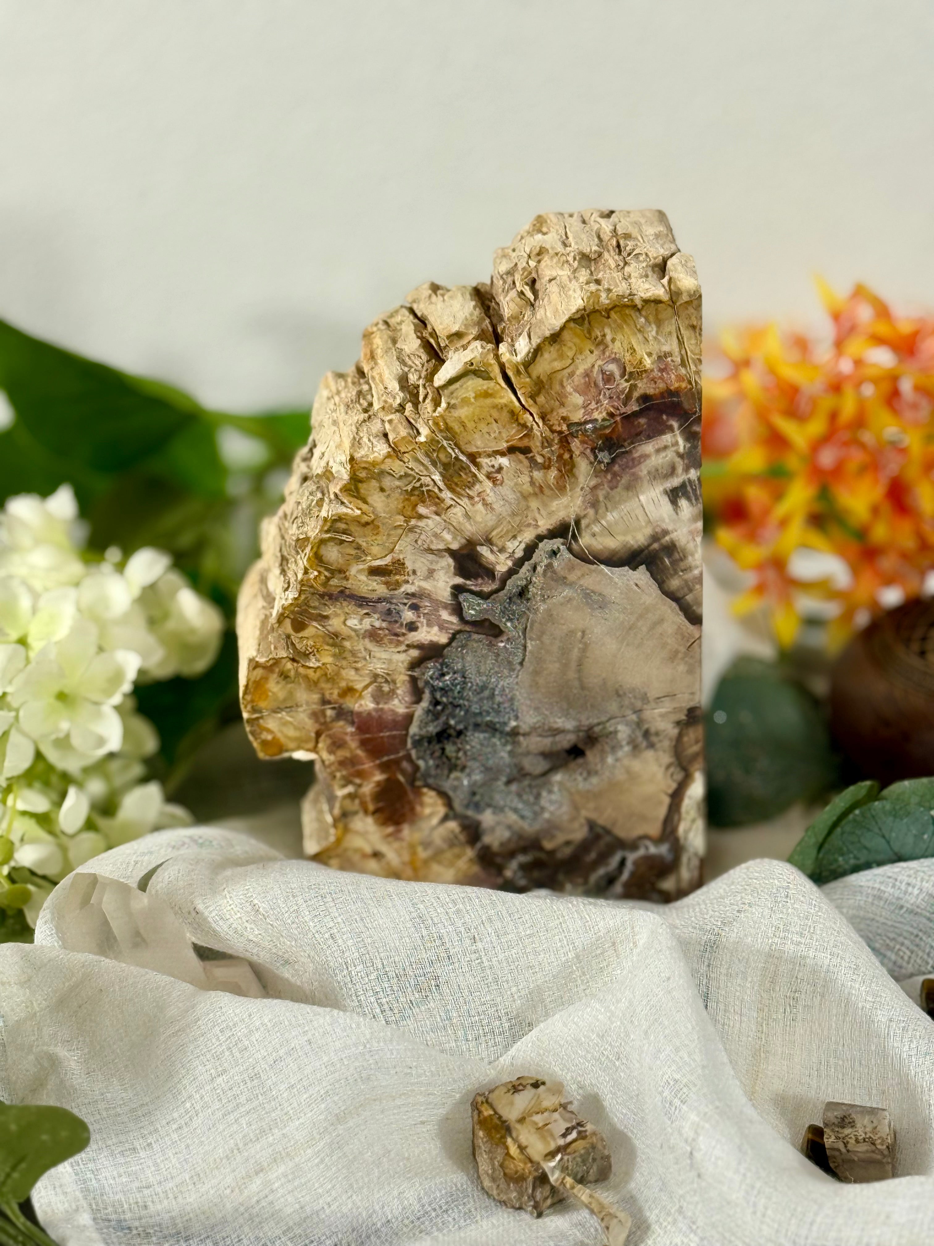 Fundstück Nr. 111 | Versteinertes Holz aus der Urzeit
