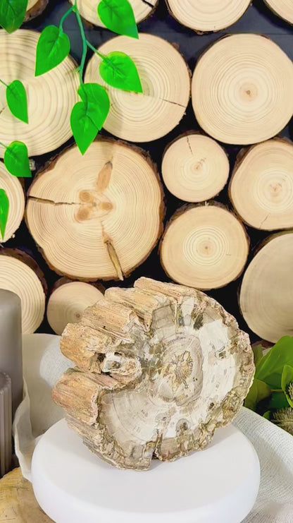 Fundstück Nr. 144 | Versteinertes Holz - Die Baumscheibe