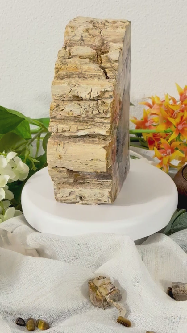 Fundstück Nr. 111 | Versteinertes Holz aus der Urzeit